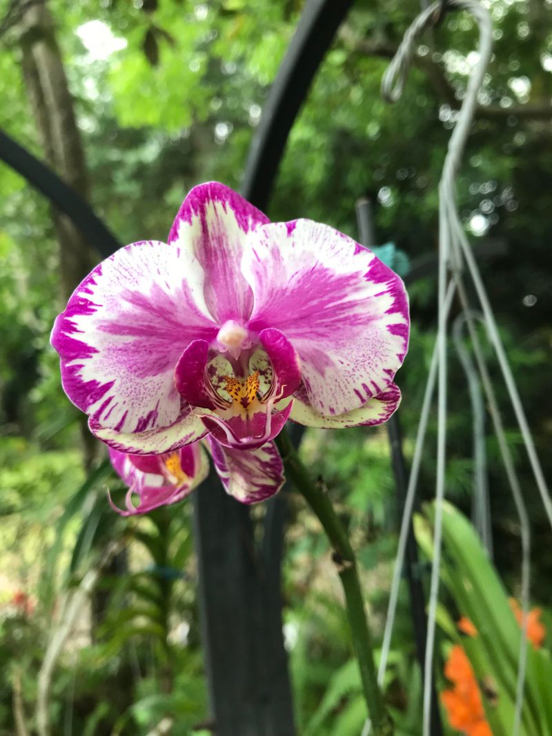 Orchids Orchids