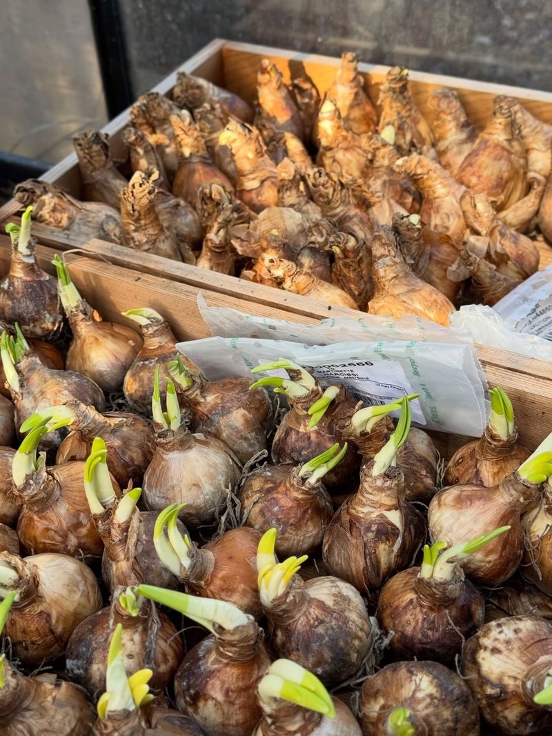 Order And Plant Spring Flowering Bulbs Order And Plant Spring Flowering Bulbs