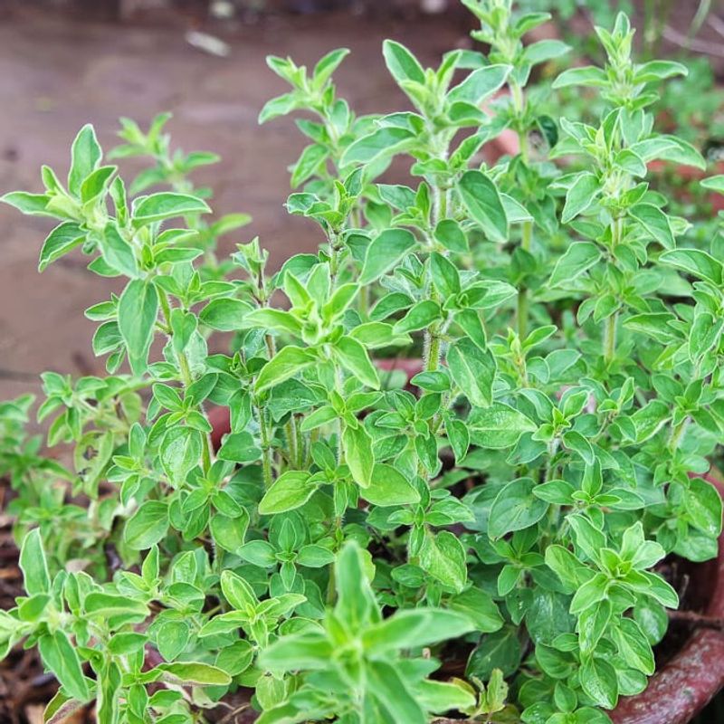 Oregano Adds Strong-Scented Foliage