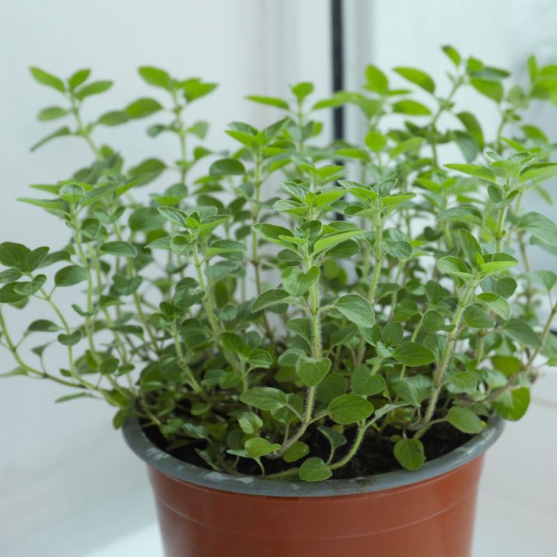 Oregano Bounces Back With Regular Light Oregano Bounces Back With Regular Light