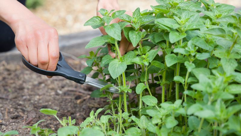 Oregano Can Be Cut Back After Harvest