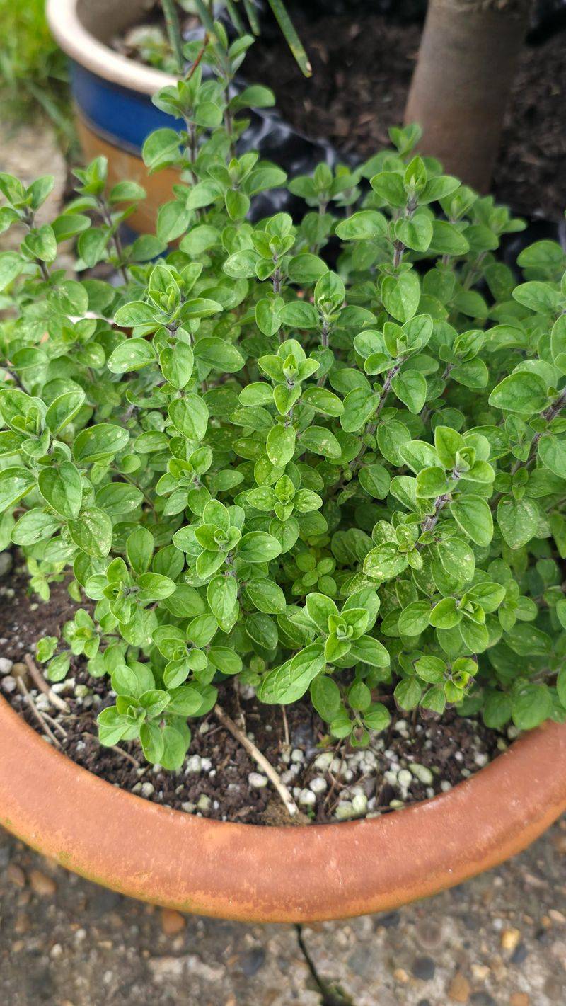 Oregano Has Time To Settle In Before Colder Nights Arrive