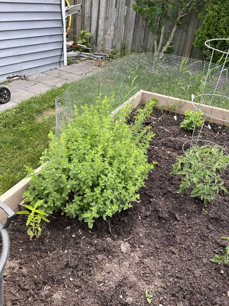 Oregano Keeps Growing As Nights Cool