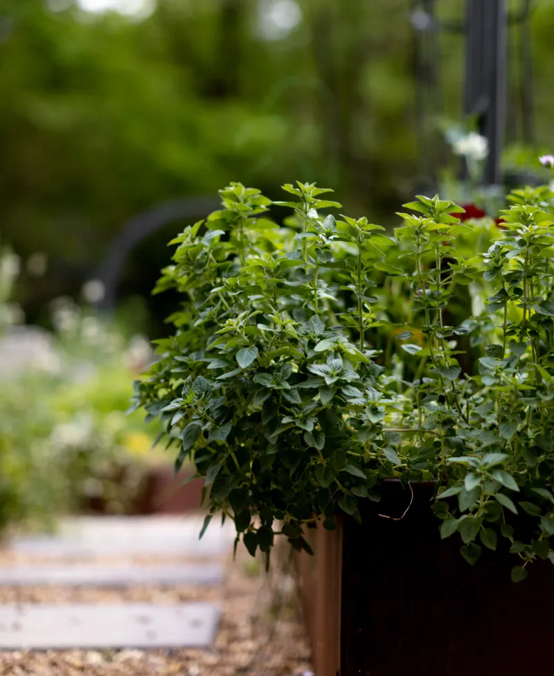 Oregano Keeps Growing As Nights Cool