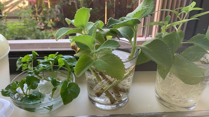 Oregano Roots Easily From Healthy Stems