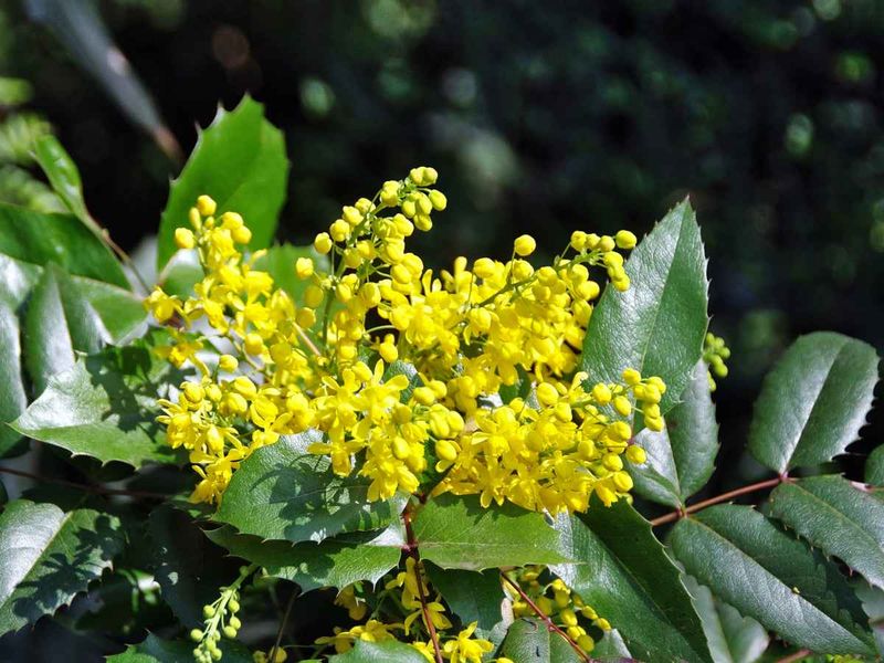 Oregon Grape (Mahonia aquifolium) Oregon Grape (Mahonia aquifolium)