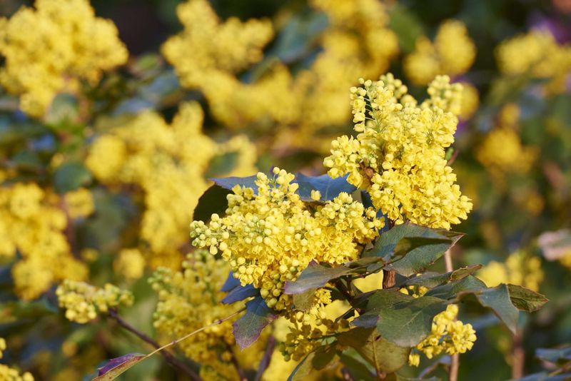 Oregon Grape Thrives In Damp Corners Oregon Grape Thrives In Damp Corners