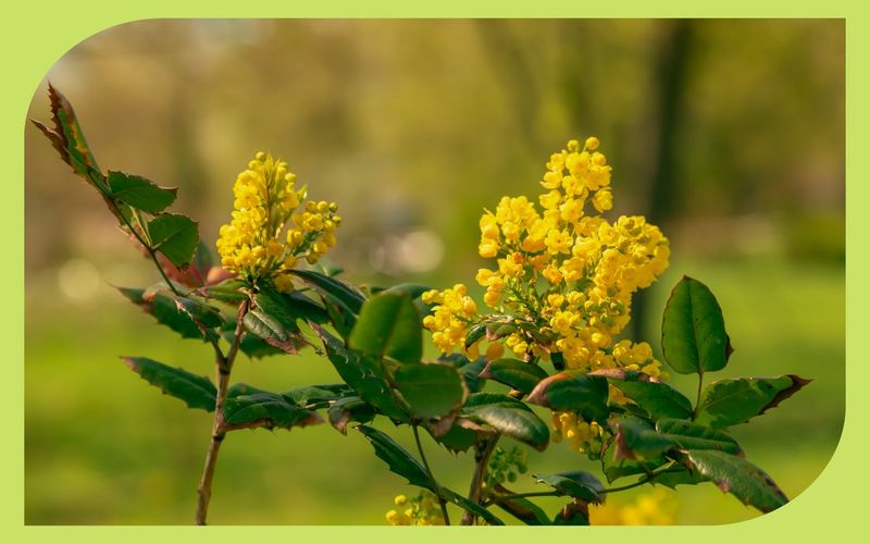 Oregon Grape Oregon Grape