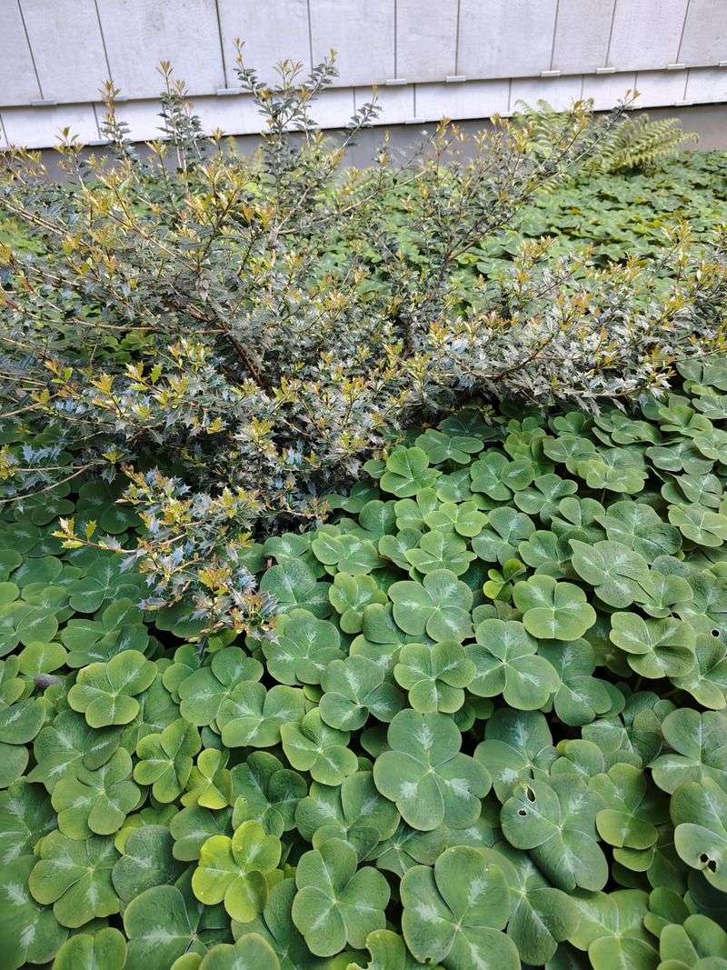 Oregon Oxalis Carpets The Ground Densely