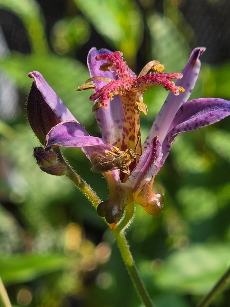 Oregon Rain Makes Toad Lilies Feel Right At Home