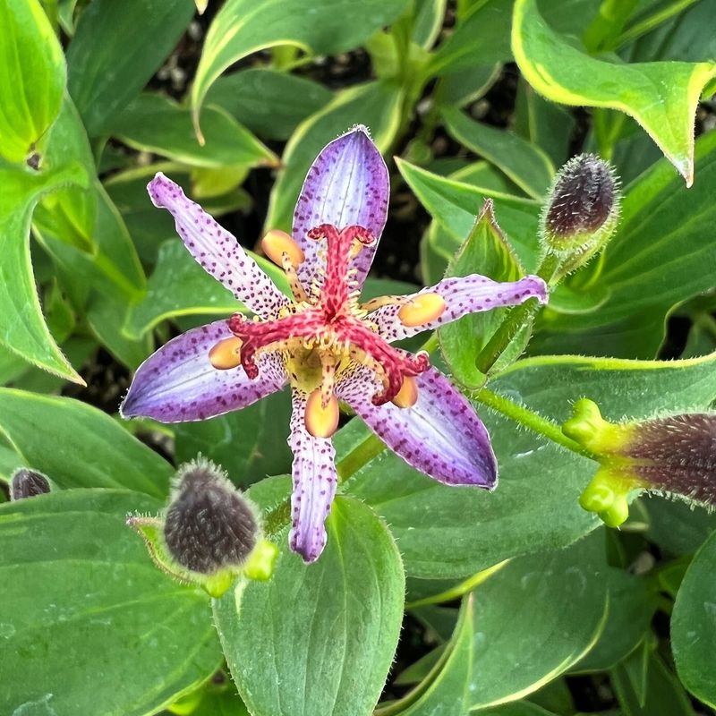 Oregon Shade Gardens Finally Get A Fall Star