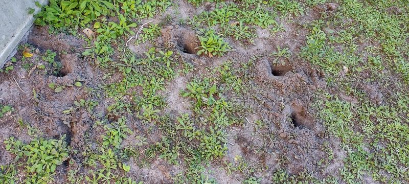 Oregon Soil And Rainfall Create Ideal Digging Conditions