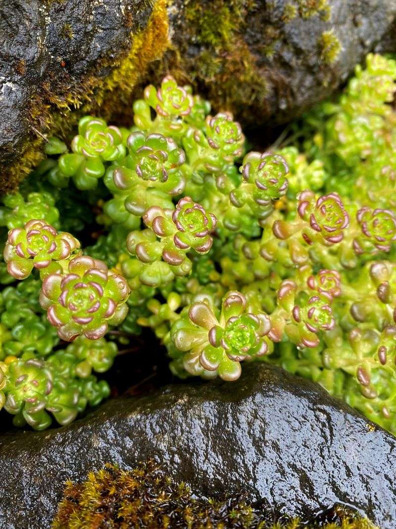 Oregon Stonecrop Suits Sunny Dry Accent Areas