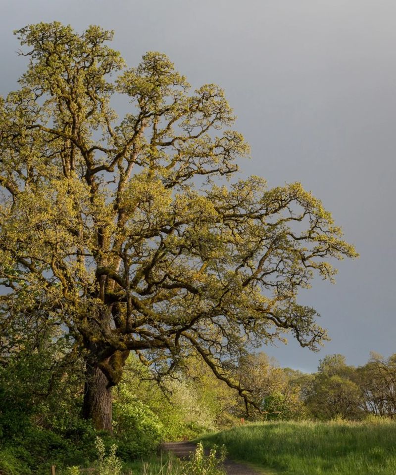 Oregon White Oak Oregon White Oak