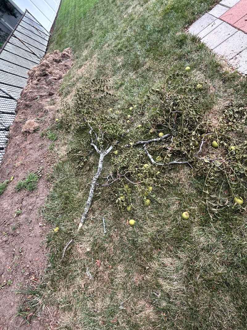 Oregon guidance does not settle who owns a fallen walnut