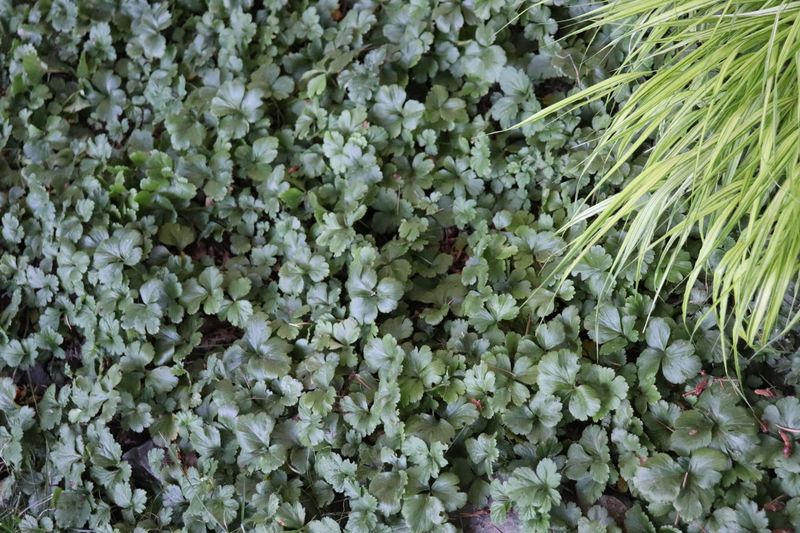 Oregon oxalis suits moist shade, not every fir’s shadow Oregon oxalis suits moist shade, not every fir’s shadow