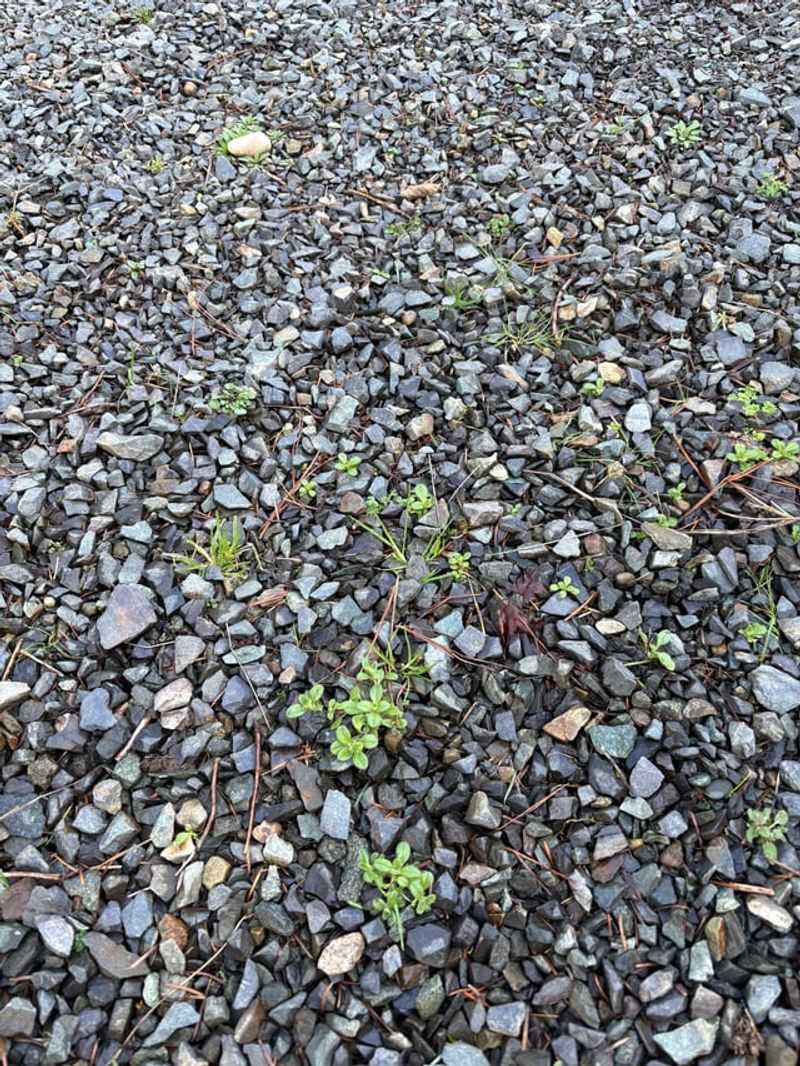 Organic Debris Builds Up Between Rocks