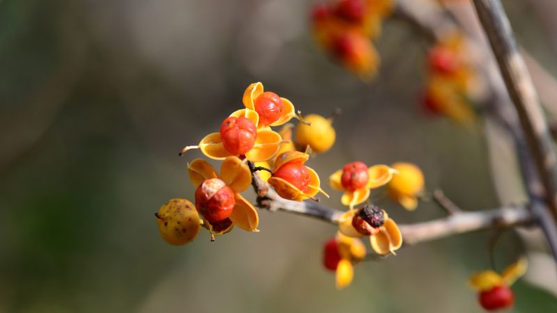 Oriental Bittersweet Wreaths That Spread Invasive Seeds Oriental Bittersweet Wreaths That Spread Invasive Seeds