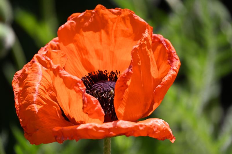 Oriental Poppies That Went Quiet In Summer Oriental Poppies That Went Quiet In Summer