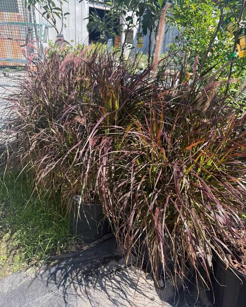 Ornamental Grasses