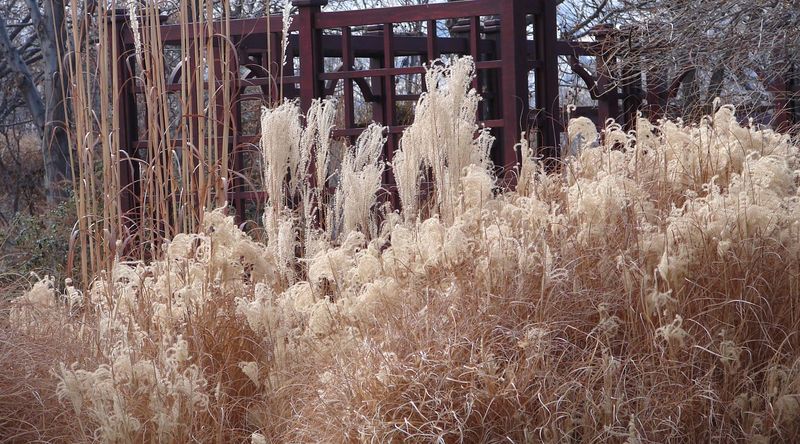 Ornamental Grasses Add Winter Structure