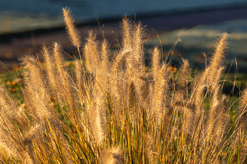 Ornamental Grasses Guard Their Own Crowns Ornamental Grasses Guard Their Own Crowns