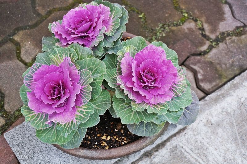 Ornamental Kale Adds Bold Leafy Texture Ornamental Kale Adds Bold Leafy Texture