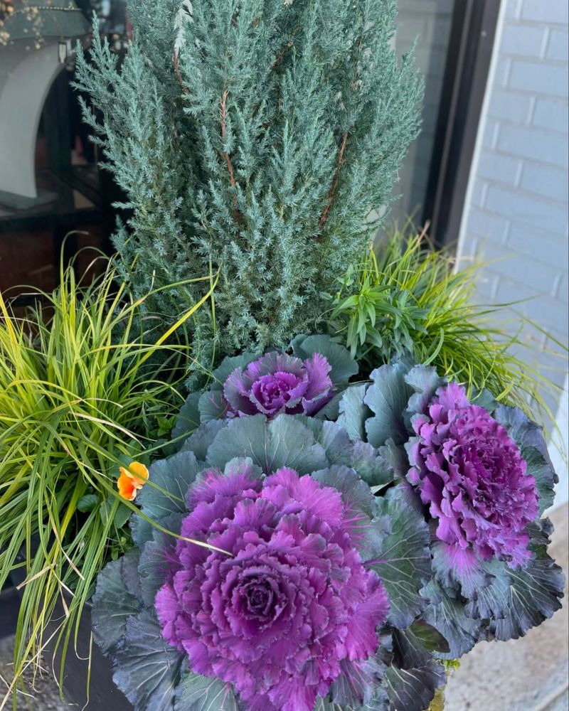 Ornamental Kale Adds Frilly Color To Chilly Beds Ornamental Kale Adds Frilly Color To Chilly Beds