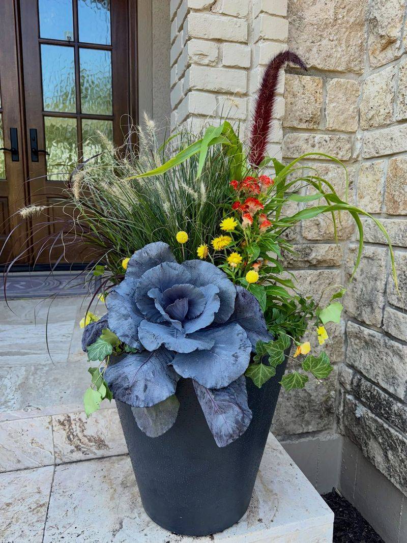 Ornamental Kale And Cabbage