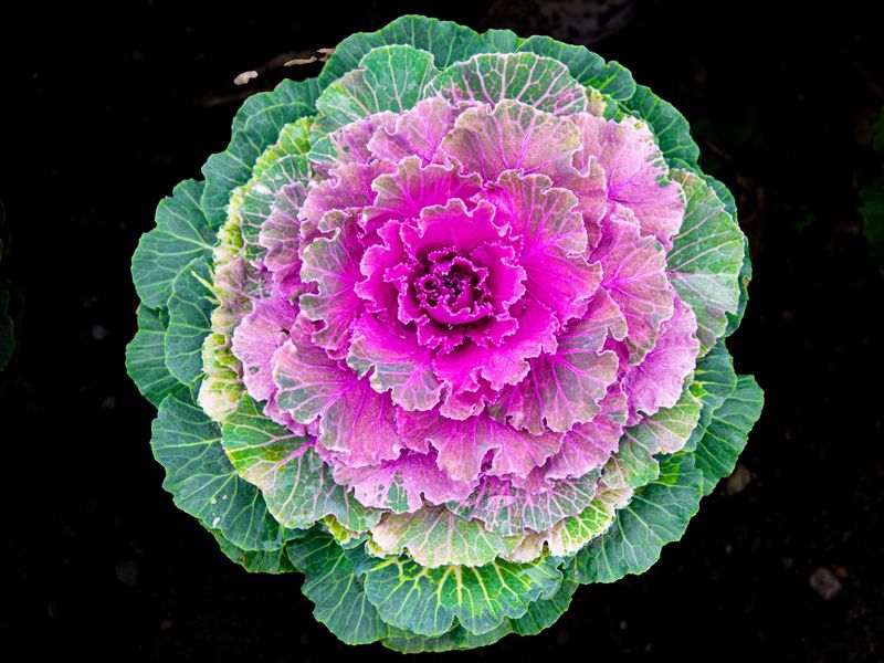 Ornamental Kale For Frost-Proof Texture Ornamental Kale For Frost-Proof Texture