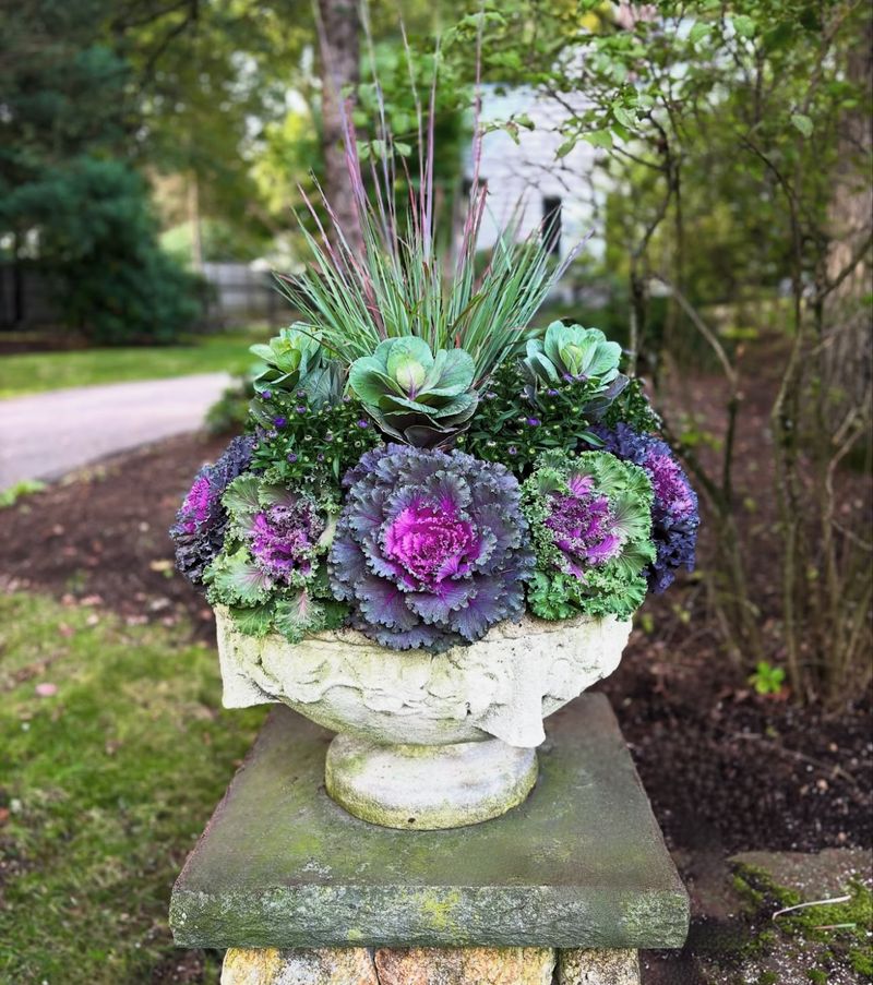 Ornamental Kale Takes Center Stage As Nights Turn Cooler