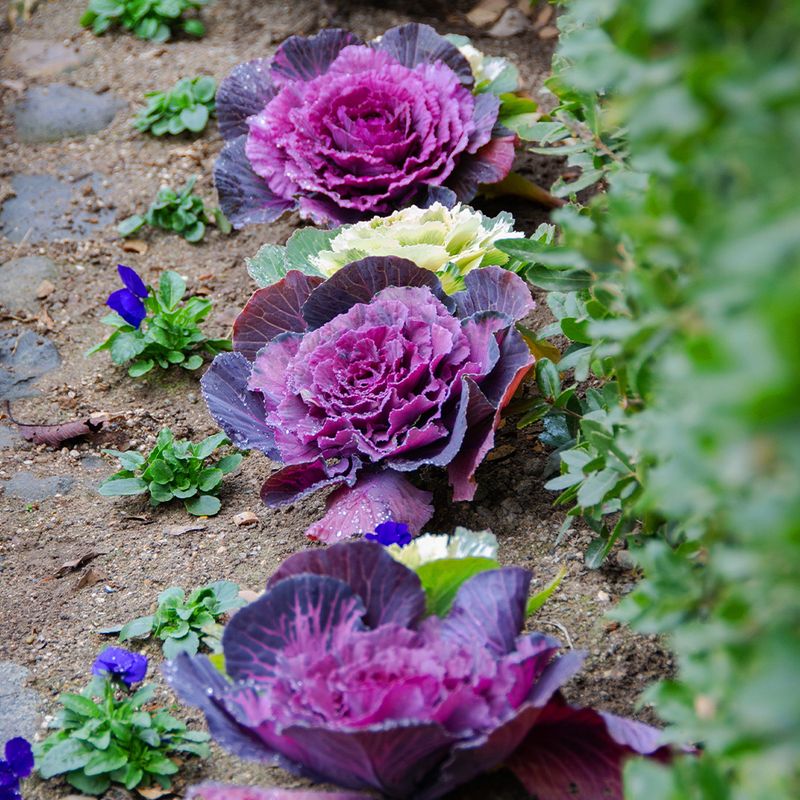 Ornamental Kale Thrives As Others Wind Down Ornamental Kale Thrives As Others Wind Down