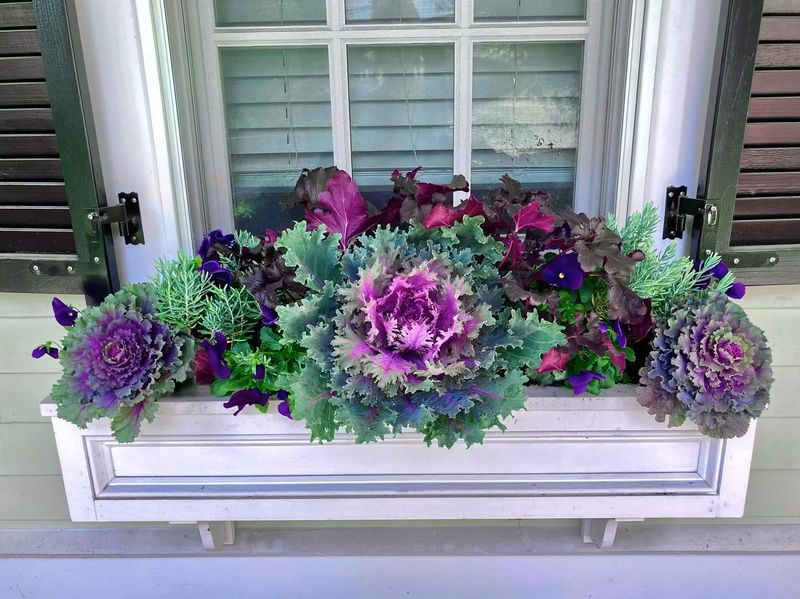 Ornamental Kale Turns Up The Color