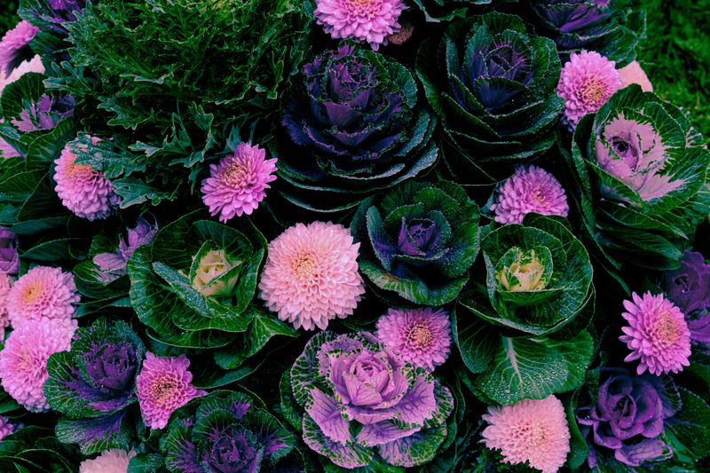 Ornamental Kale With Purple Pansies Ornamental Kale With Purple Pansies