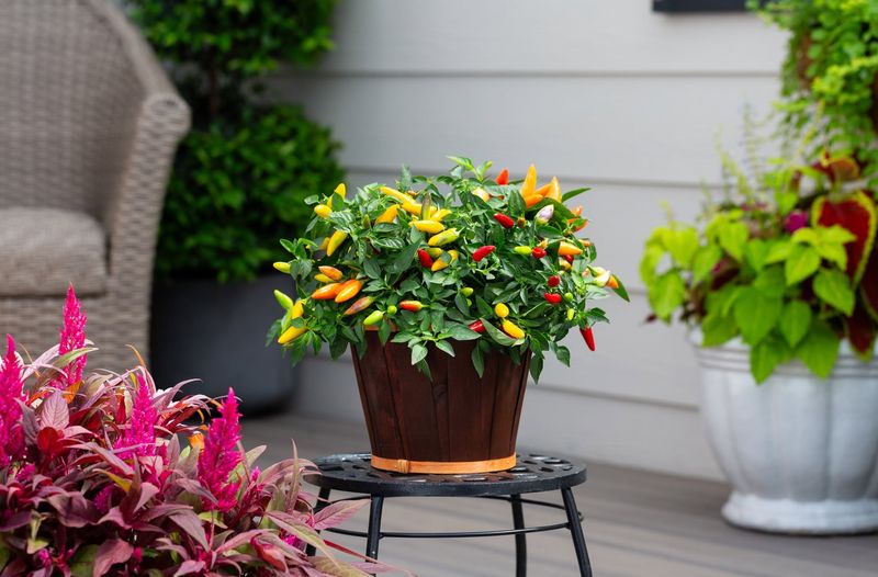 Ornamental Peppers Add Bright Fall Accents Ornamental Peppers Add Bright Fall Accents