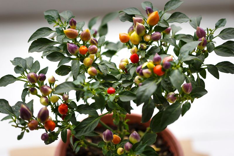 Ornamental Peppers With Sweet Potato Vine Ornamental Peppers With Sweet Potato Vine