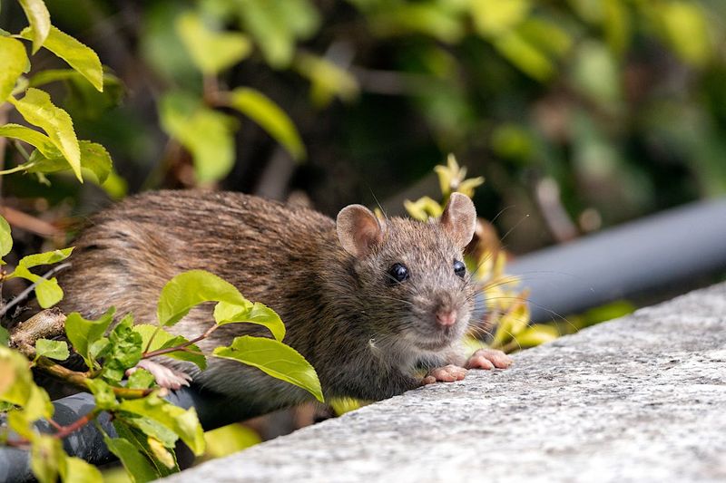 Other Yard Features That Can Keep Rodents Nearby