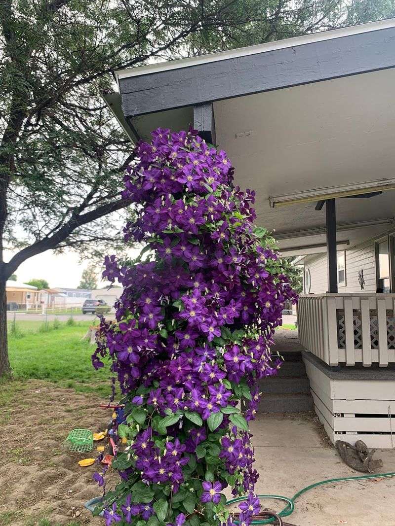 Others Flower On New Growth Others Flower On New Growth