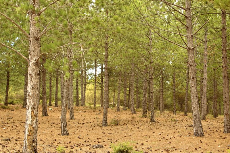 Outcomes For Infested Pines And Neighboring Stands Outcomes For Infested Pines And Neighboring Stands