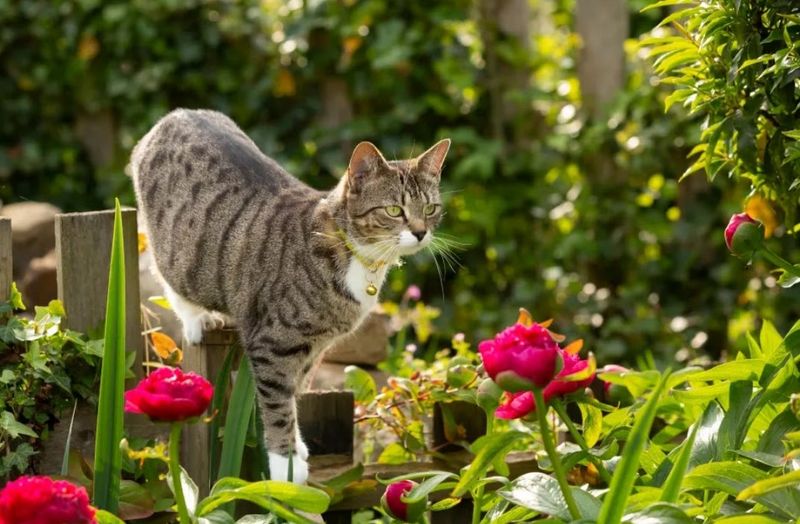 Outdoor Cats Stalking The Flower Beds Outdoor Cats Stalking The Flower Beds