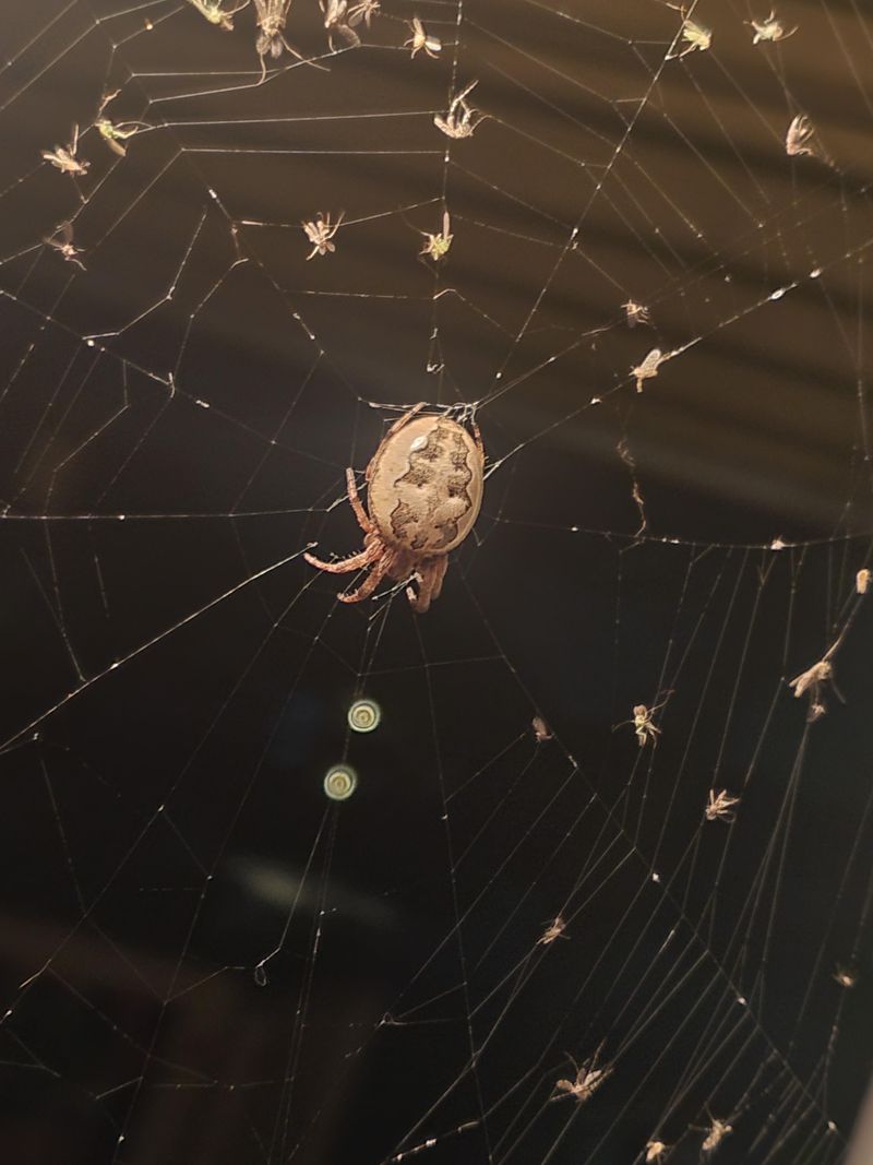 Outdoor Lights Attract The Insects Spiders Follow