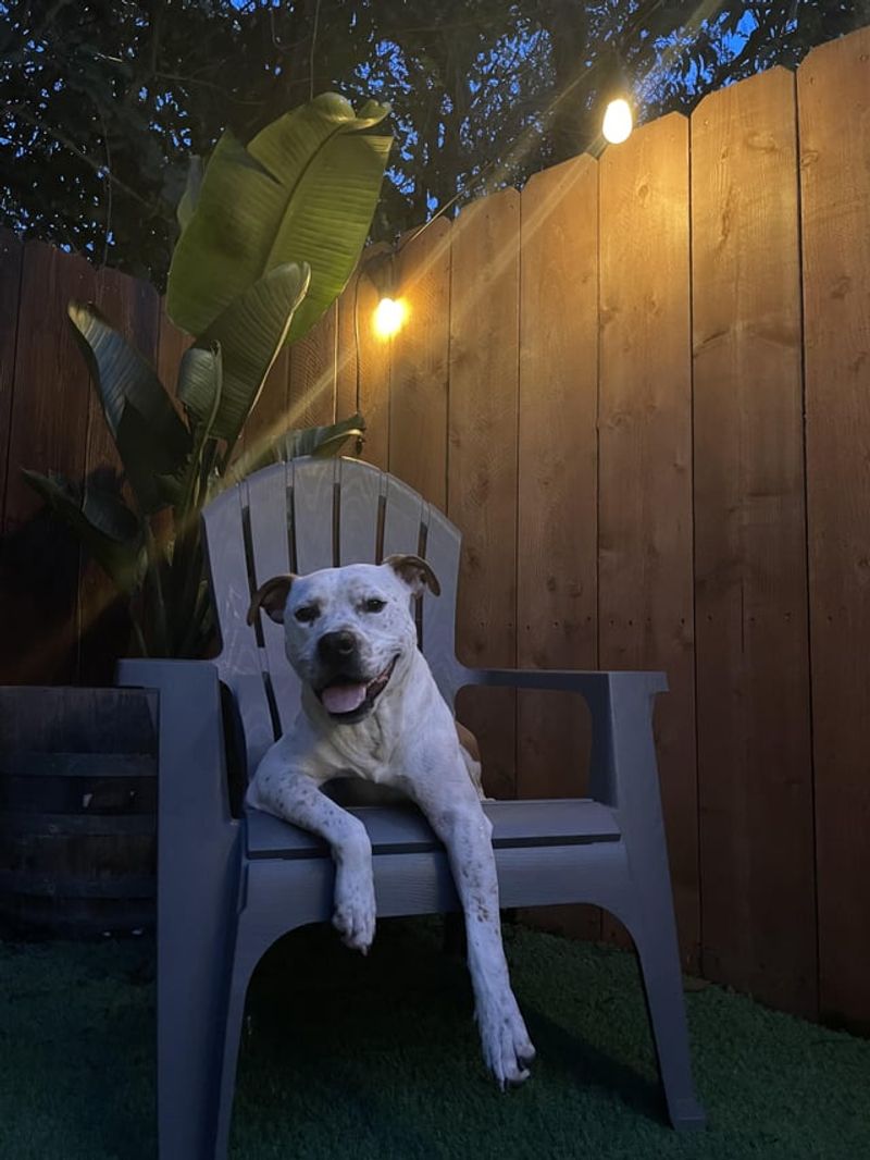 Outdoor Pet Areas Outdoor Pet Areas