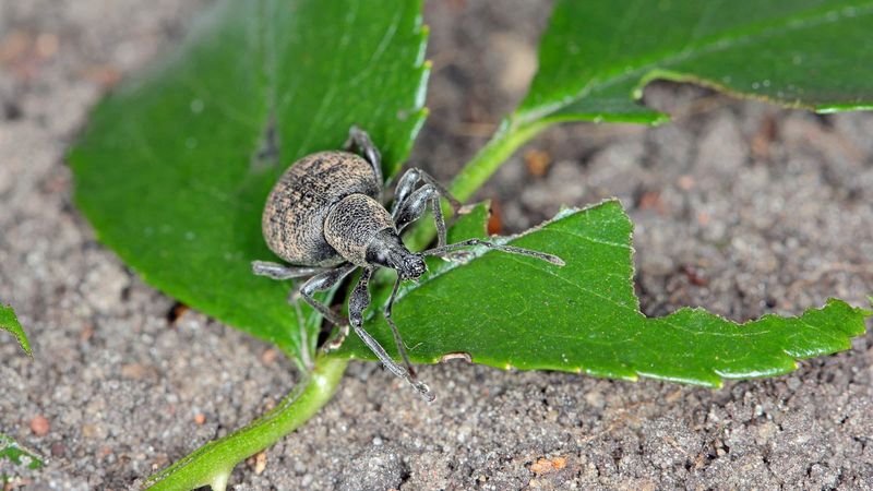 Outdoor Populations Explain The Sudden Surge