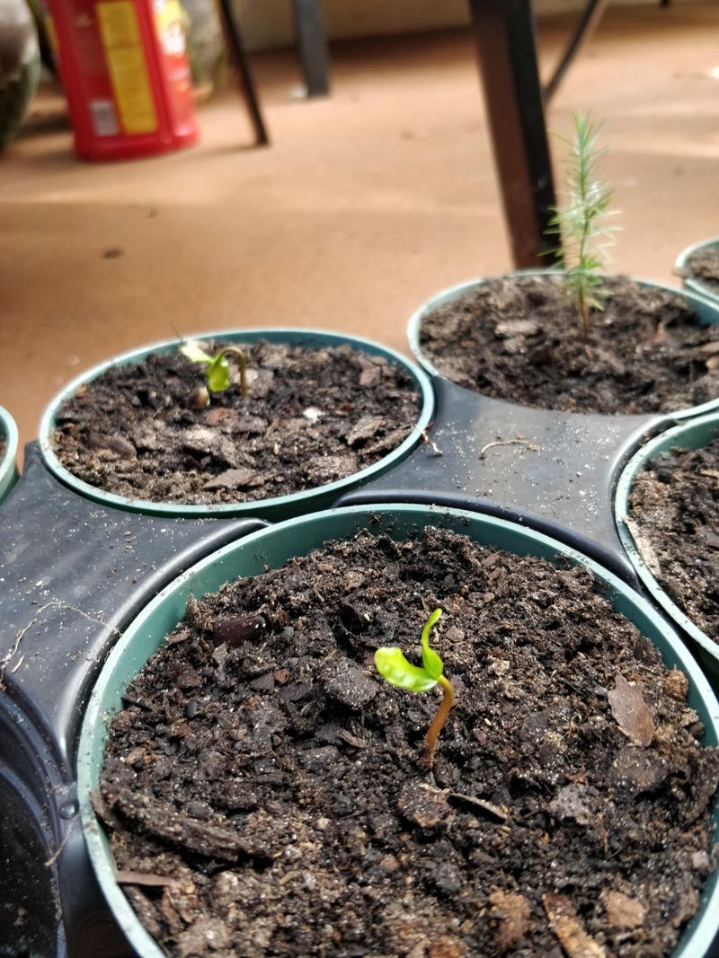 Outdoor Sowing Can Provide Natural Winter Chilling Instead