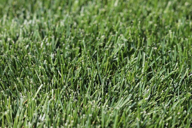 Outperforms Kentucky Bluegrass In The Shade