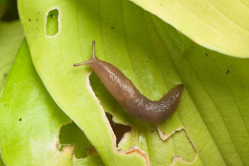 Outsmart Hungry Slugs