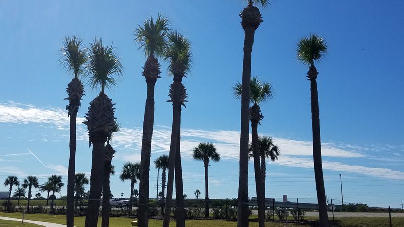 Over-Pruned Palms Actually Lose To Storms