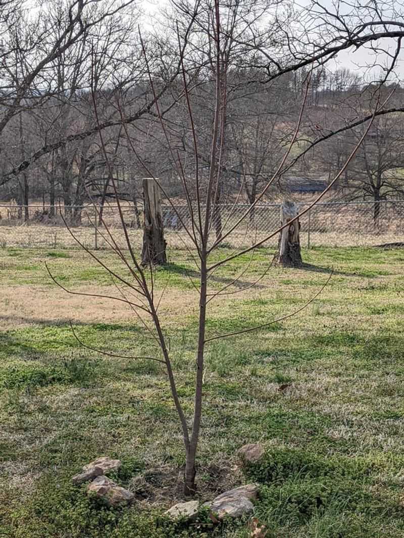 Over Pruning Removes Needed Canopy Balance Over Pruning Removes Needed Canopy Balance