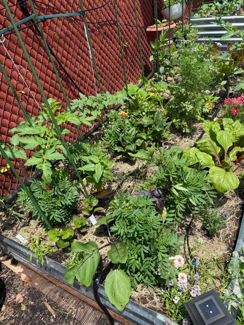 Overfeeding Beds With Nitrogen Fertilizer