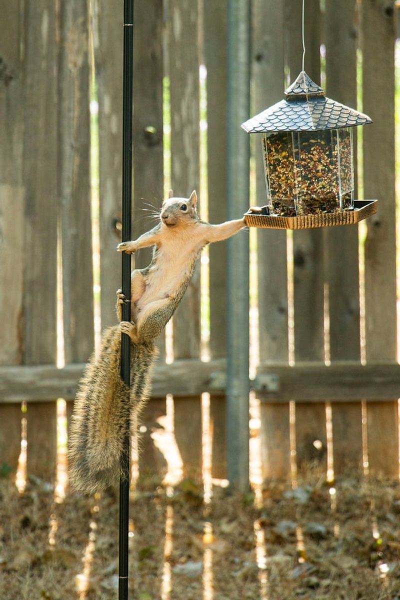 Overfilled Bird Feeders Invite More Squirrel Visits